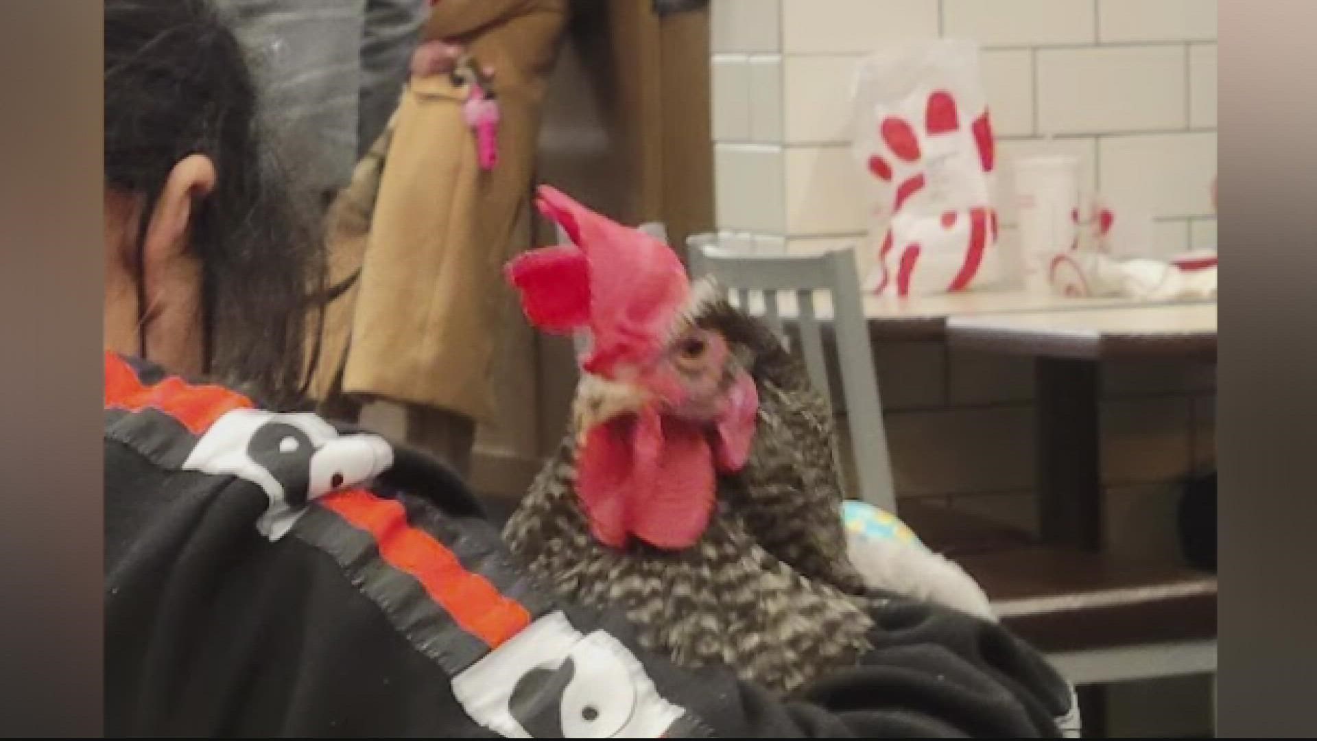 This "emotional support rooster" is going to need some emotional support of its own!