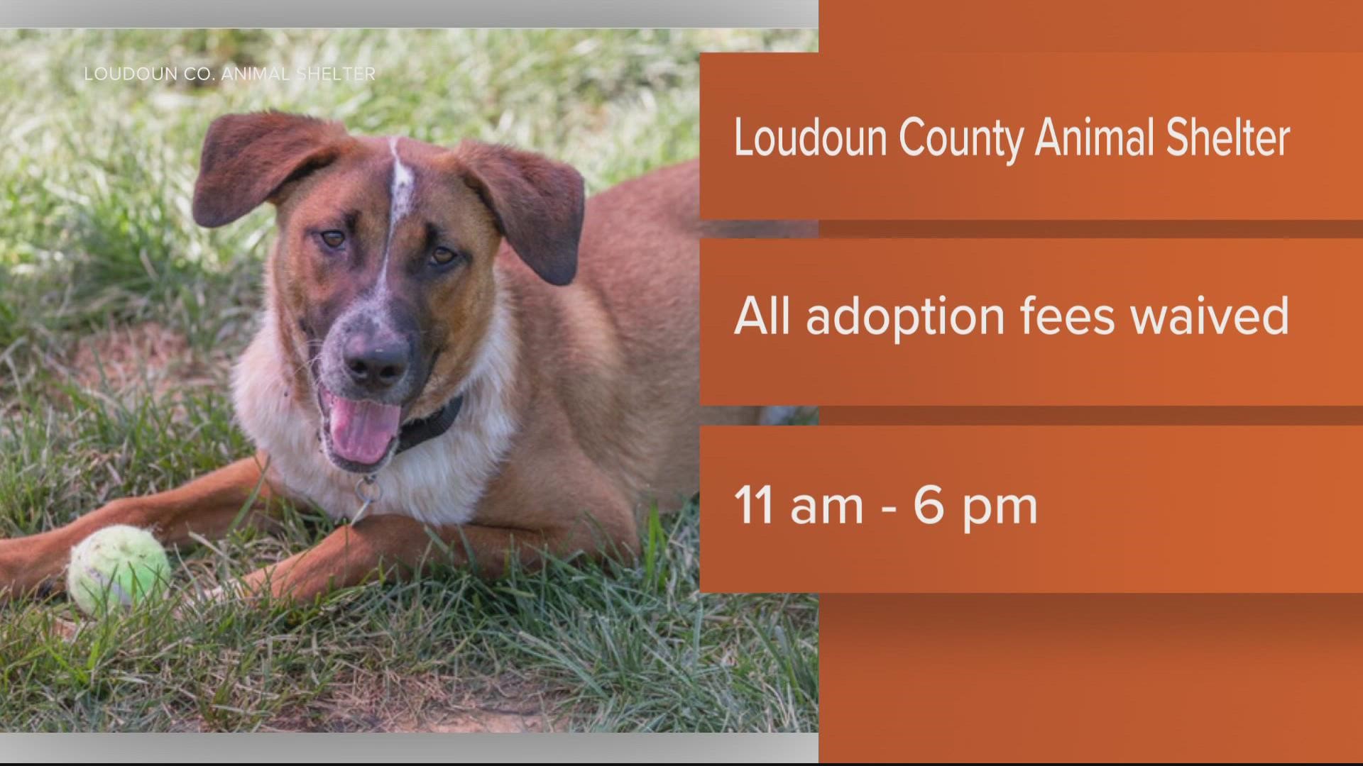 Loudoun County Animal Services is waiving adoption fees on adoptable animals Saturday, August 27 from 11 a.m. to 6 p.m. as part of their “Clear the Shelters” event.