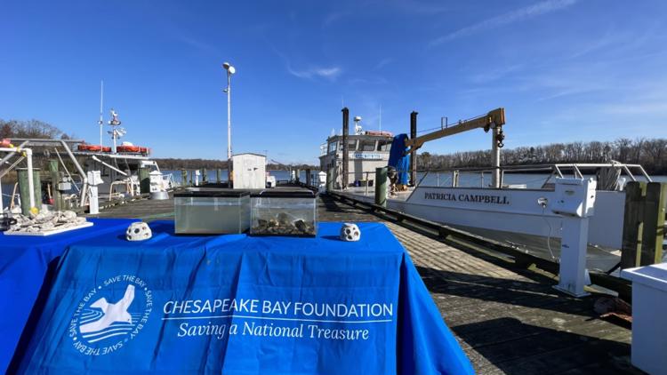 New partnership set to help restore oysters in the Chesapeake Bay