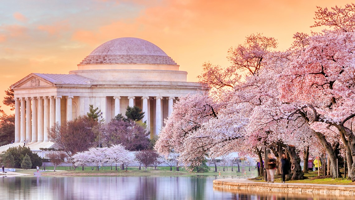 When is the Best Time to See Washington DC's Cherry Blossoms Bloom?