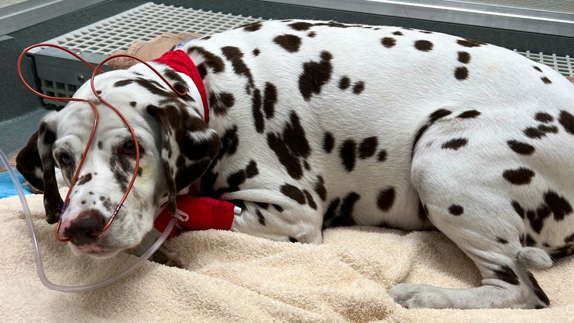 Fundraiser started to cover vet bills for dog saved from DC fire