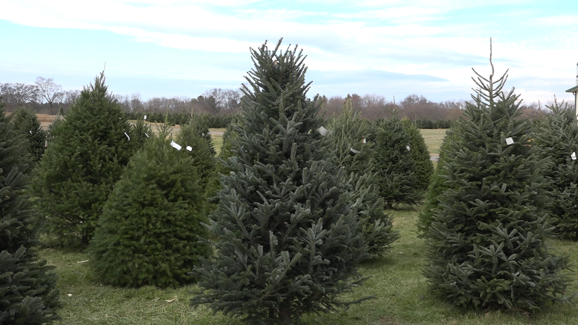 How much does a real christmas tree cost this year?