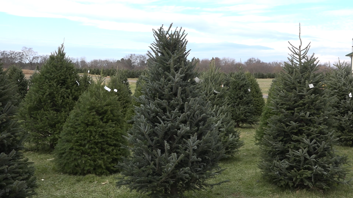 why-choose-a-live-christmas-tree-georgia-forestry-commission