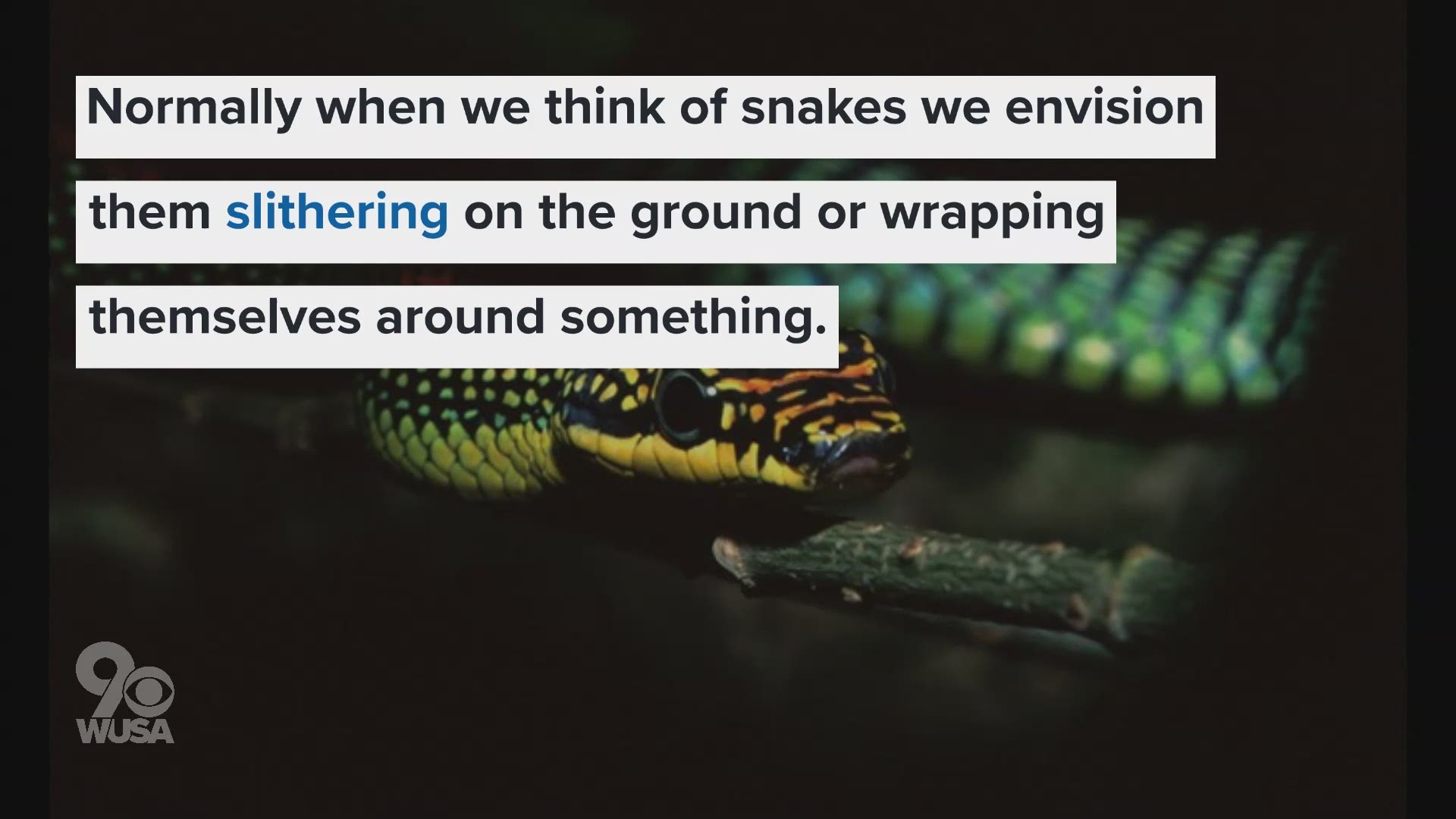 Flying Snakes Can Travel Remarkable Distances, Now Scientists Know How : NPR