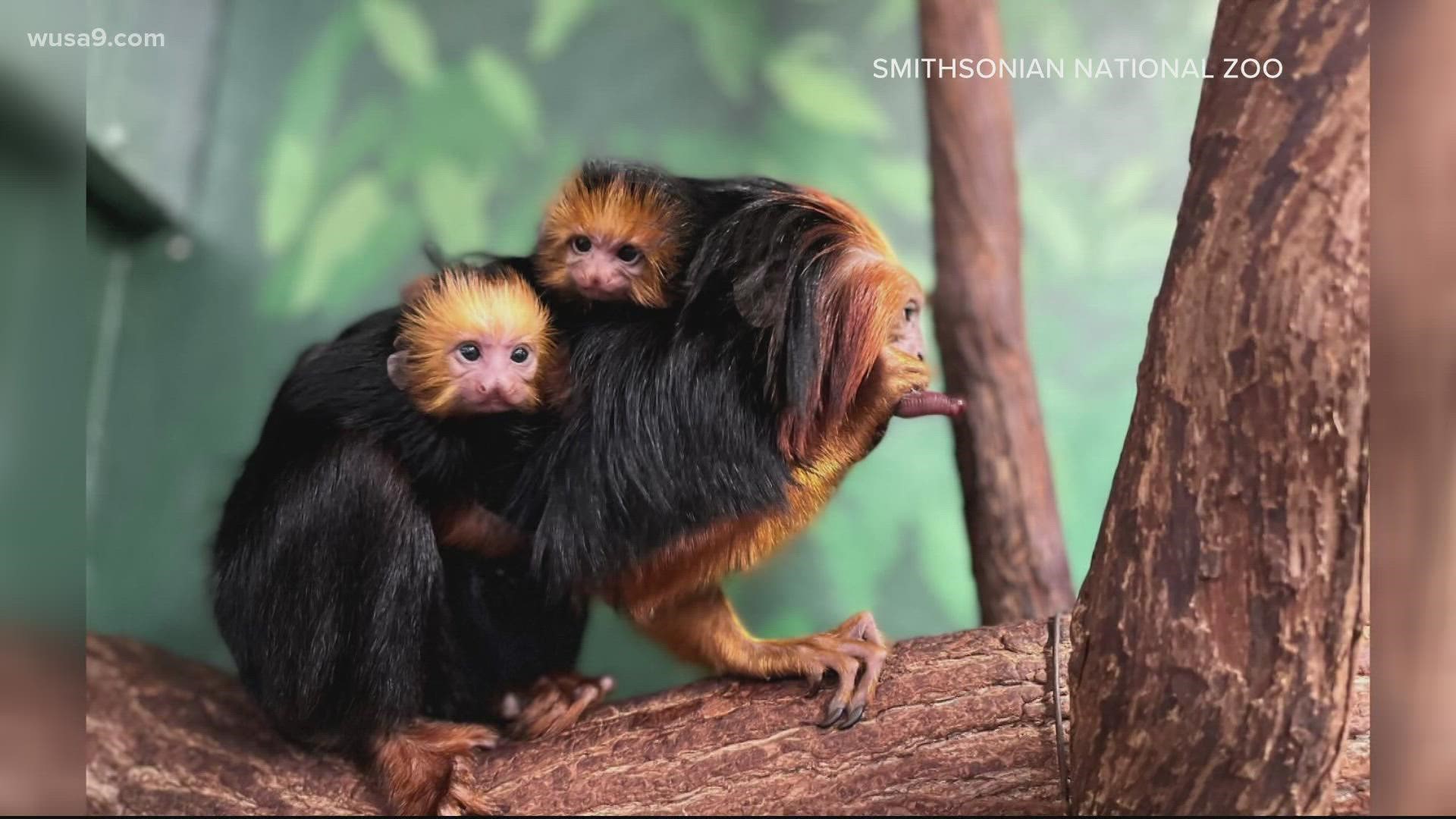 It's the first time in 16 years the zoo has welcomed golden-headed lion tamarin twins.