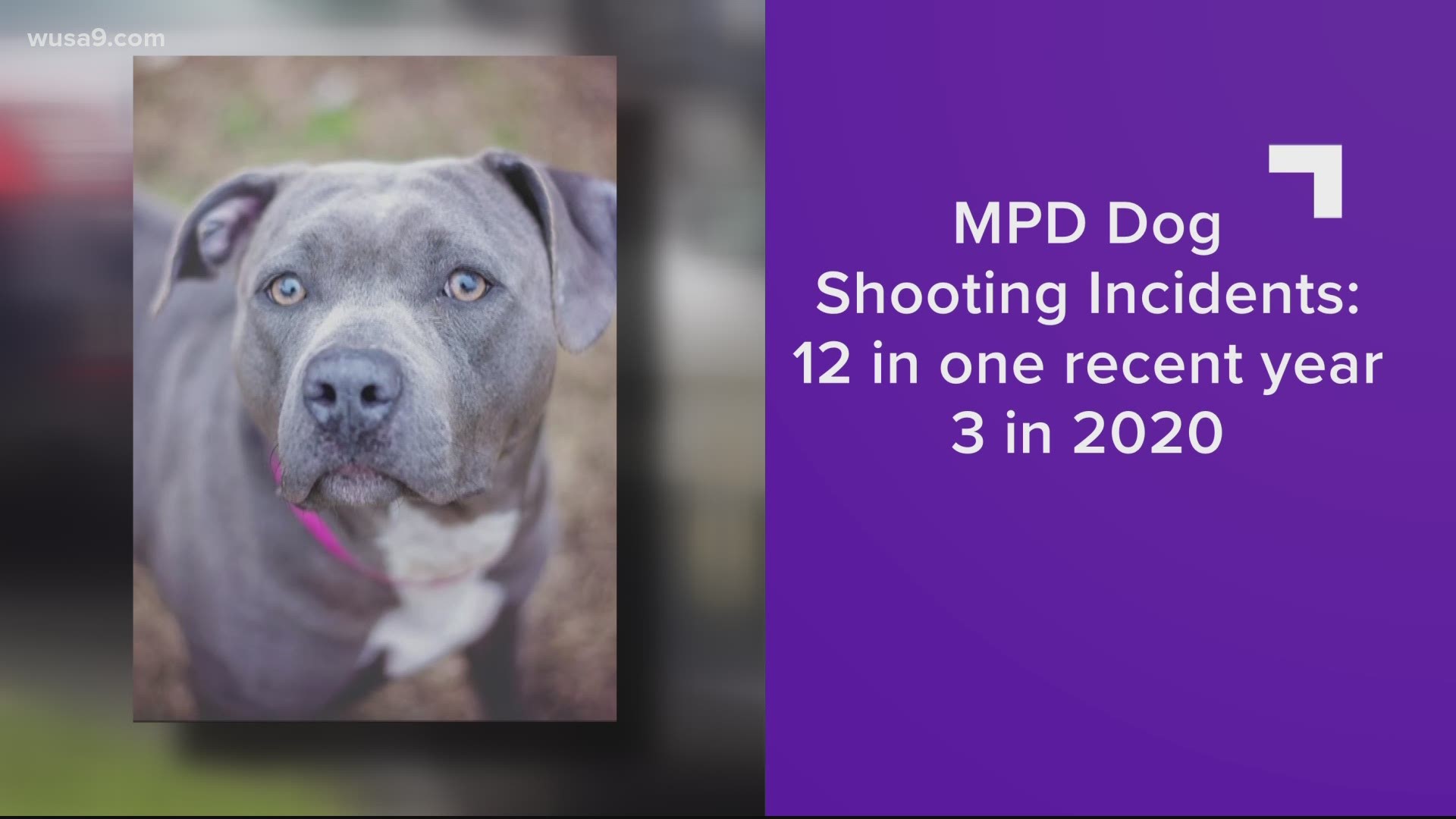 The dog suffered critical injuries and was later euthanized, according to police.