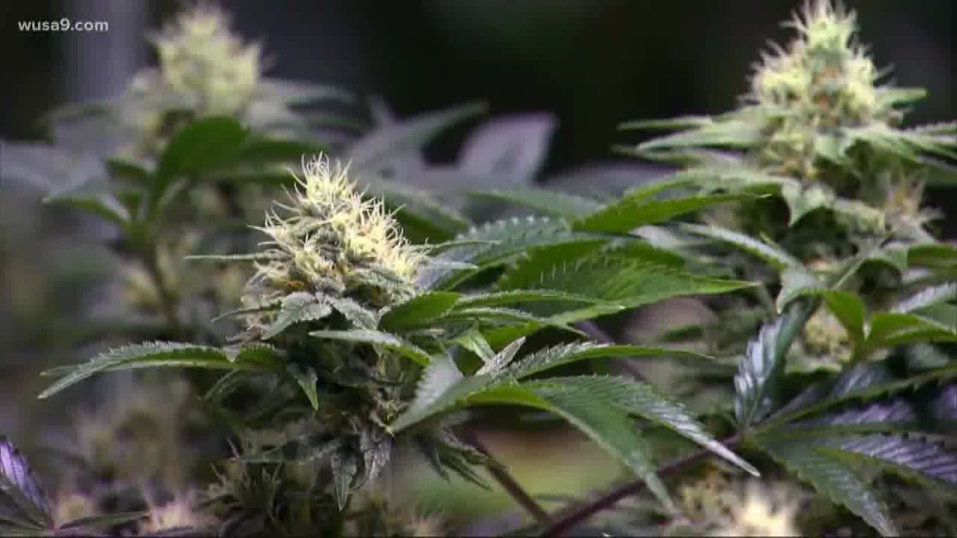 Commonwealth's Attorney Steve Descano started his first day on the job making a major marijuana enforcement announcement impacting his community.