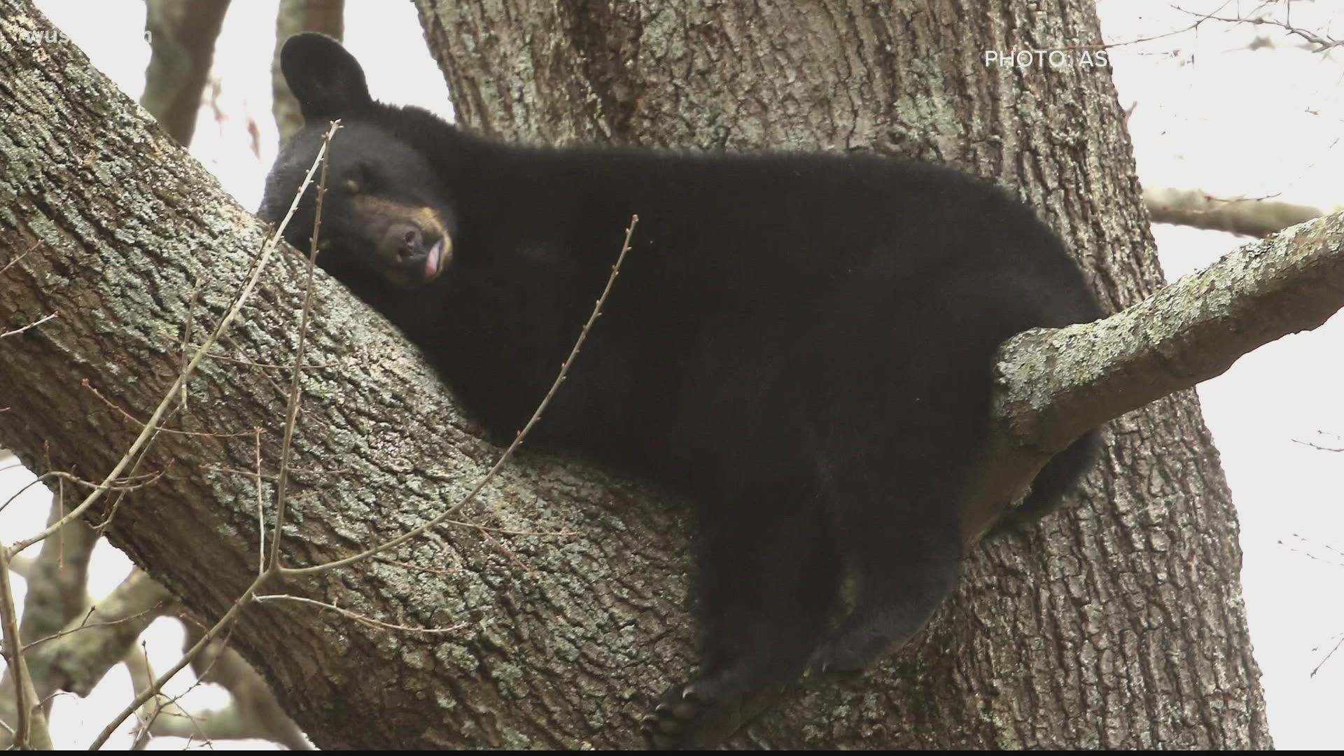 The black bears, who were up in a tree in Chesapeake, safely made their way down and left the area.