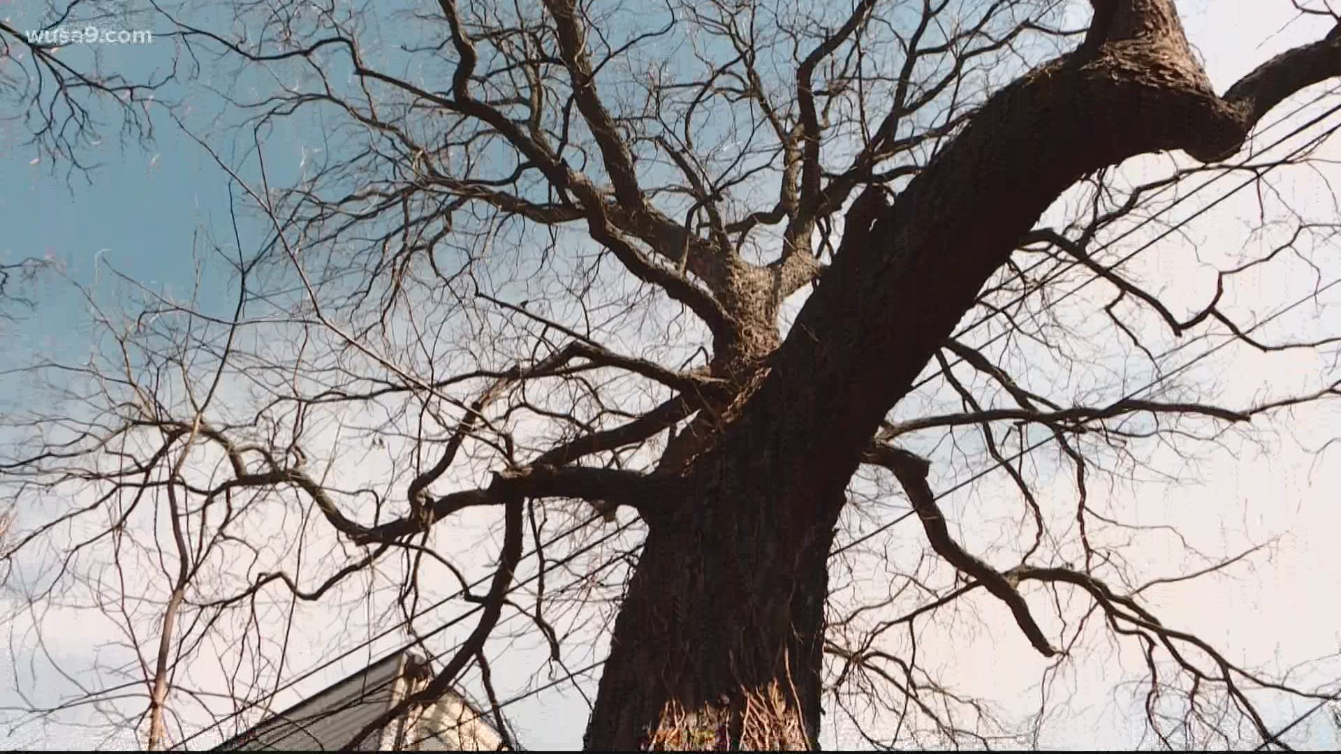 A tree crew told neighbors the more than century-old giant had to go to make way for condos. Neighbors were desperate to save it.