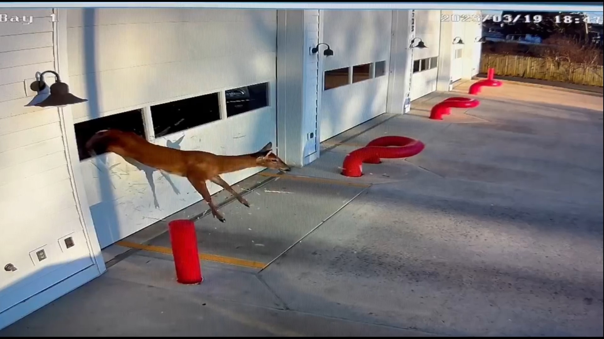 Deer Rudolph Through Window Deer runs through Maryland firehouse window | wusa9.com