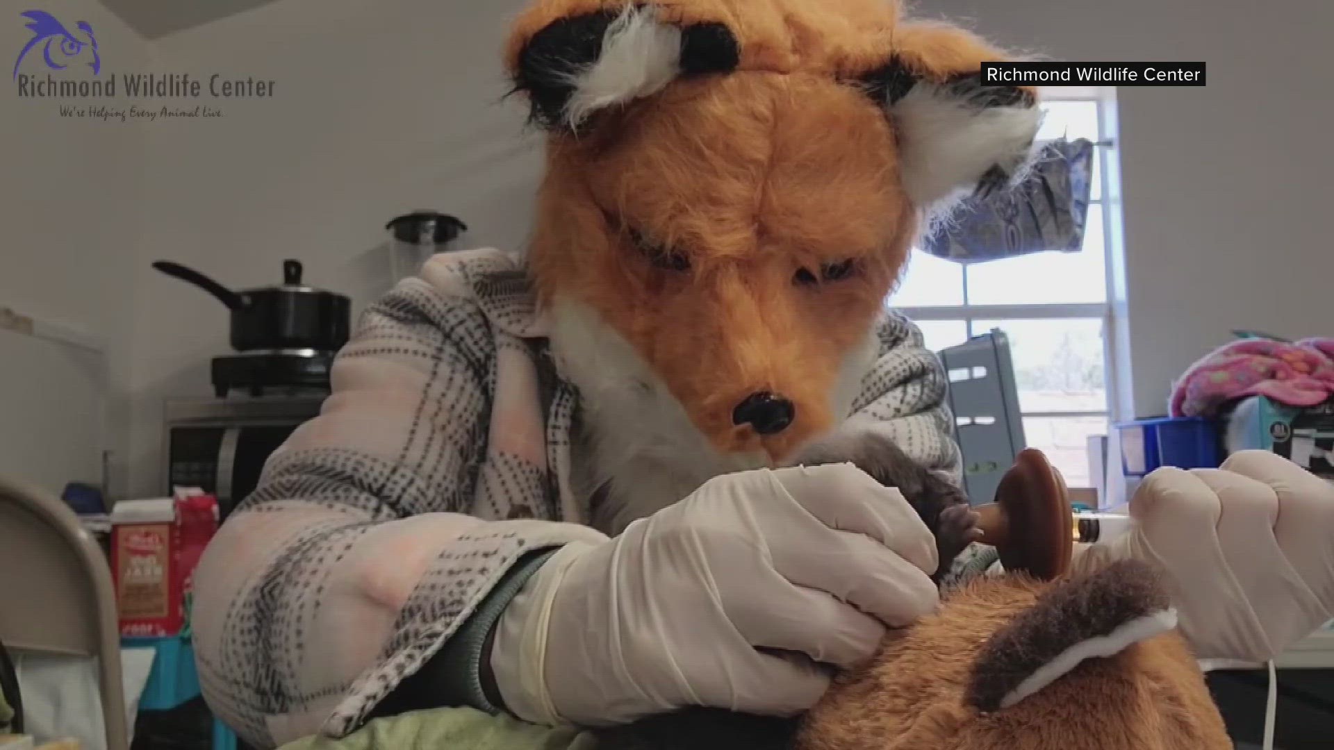 Virginia wildlife center pretends to be red foxes, care for kit | wusa9.com