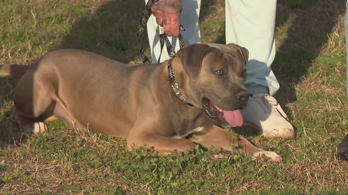 BARK Act aims to aid shelters with pet supply donations