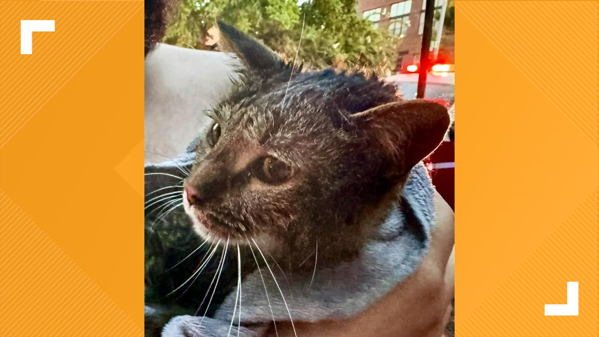 Two cats rescued after Northwest DC apartments catch fire | wusa9.com