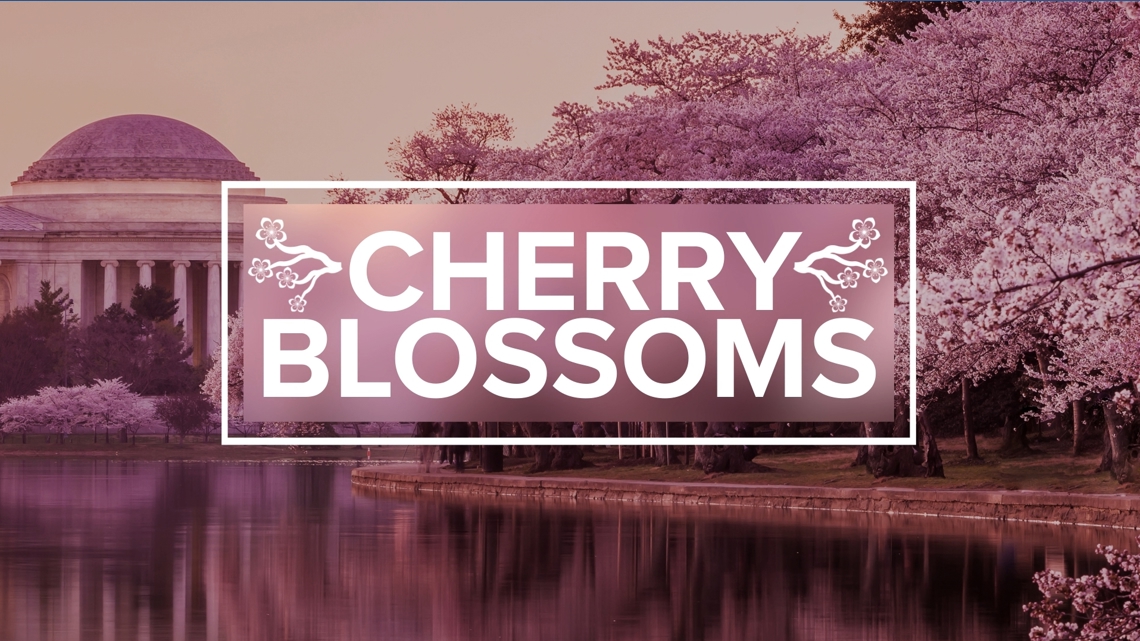 Beyond the Basin: Where to see cherry blossoms in DC, Maryland, Virginia to avoid Tidal Basin crowds
