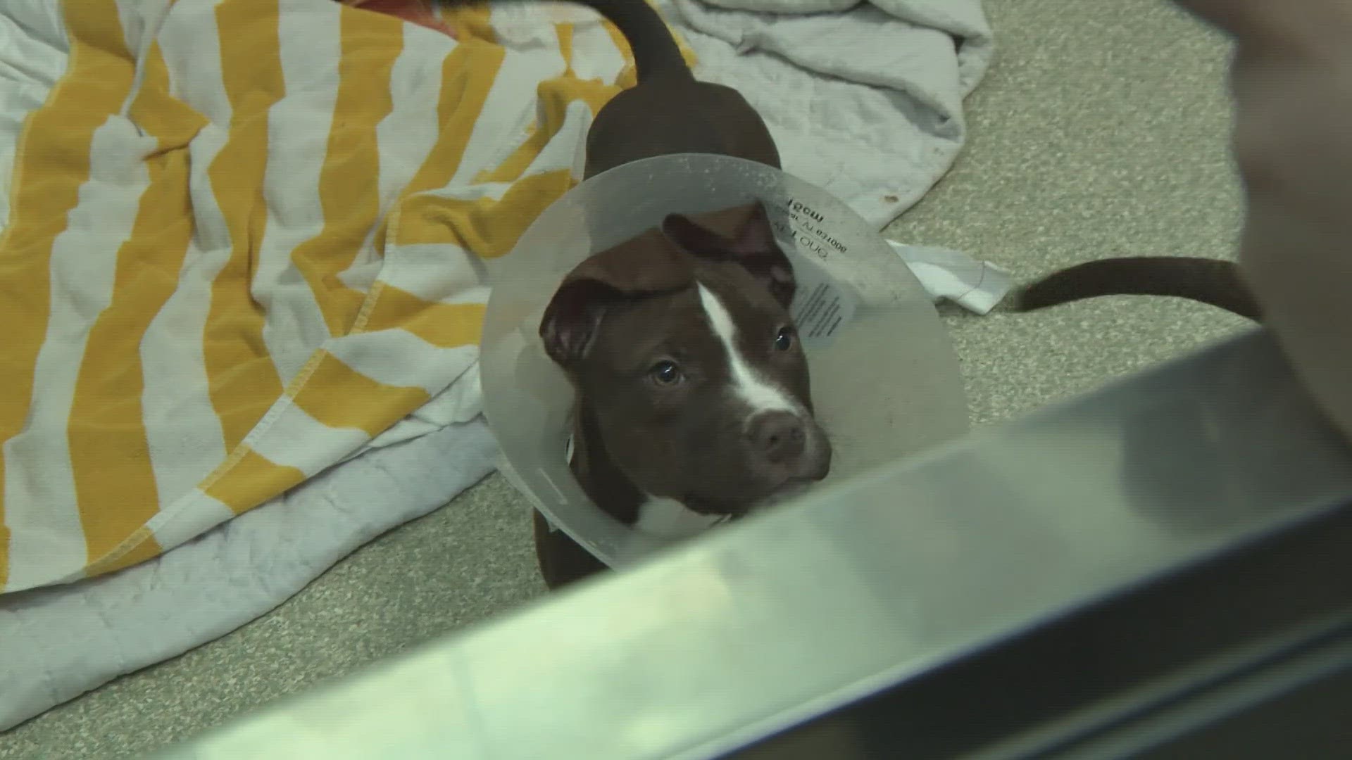 Several of the dogs rescued from a barricade in Southeast DC are now up for adoption.