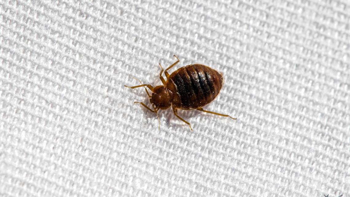 DC ranks among the worst cities for bed bugs, new data says
