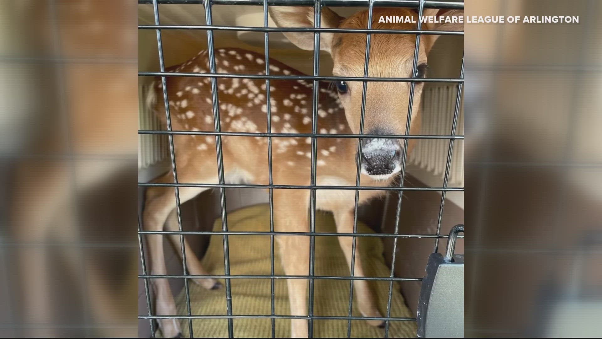 Newborn fawns are often found on lawns, in flower beds, gardens, bushes or areas of tall grass near homes. For their own welfare, leave them be.
