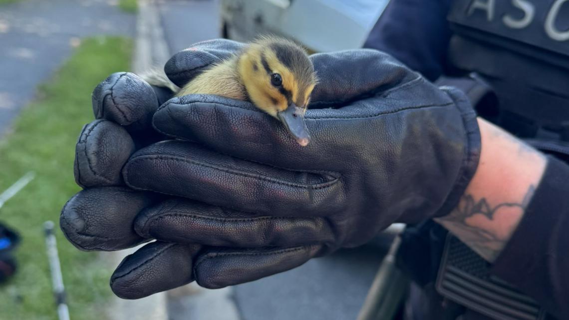 Montgomery County Fire and Rescue helped reunite the baby ducks with their mother.