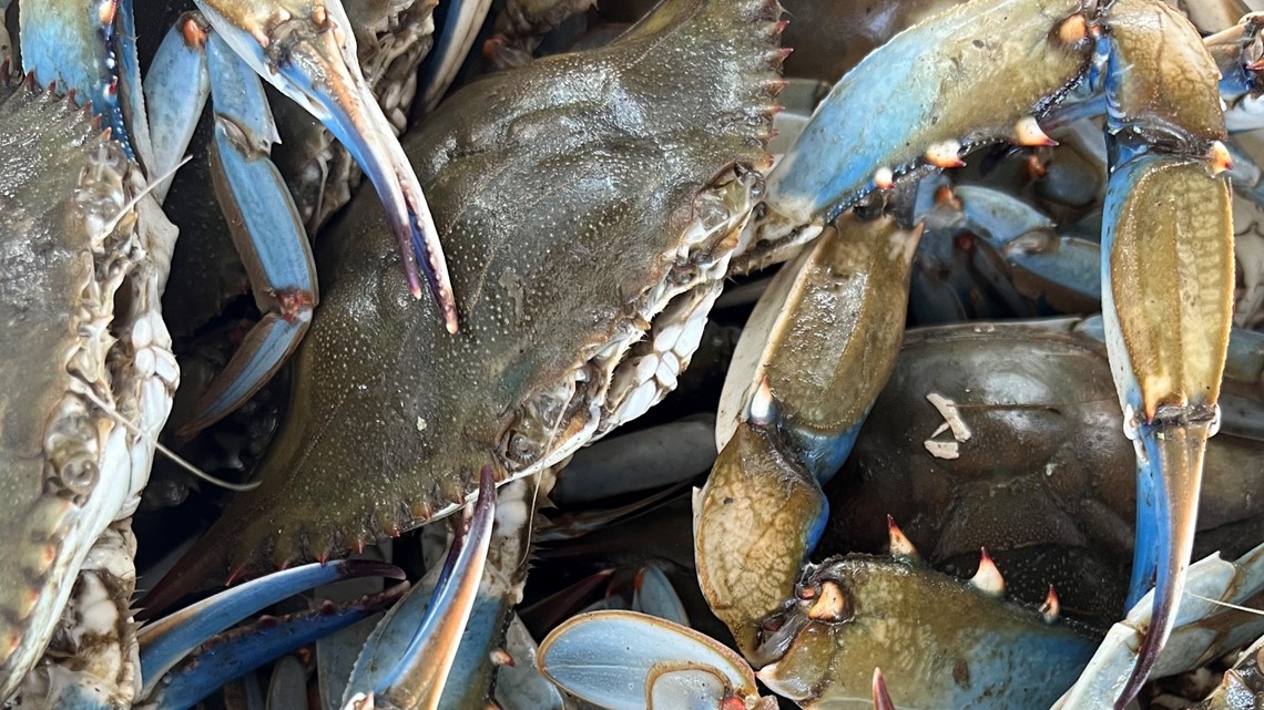 Crab survey Maryland crabs increasing, officials say