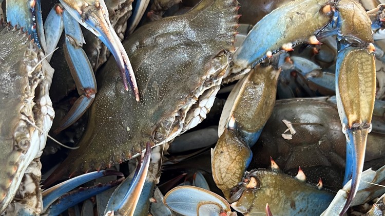 New Maryland crab report shows 'encouraging results'