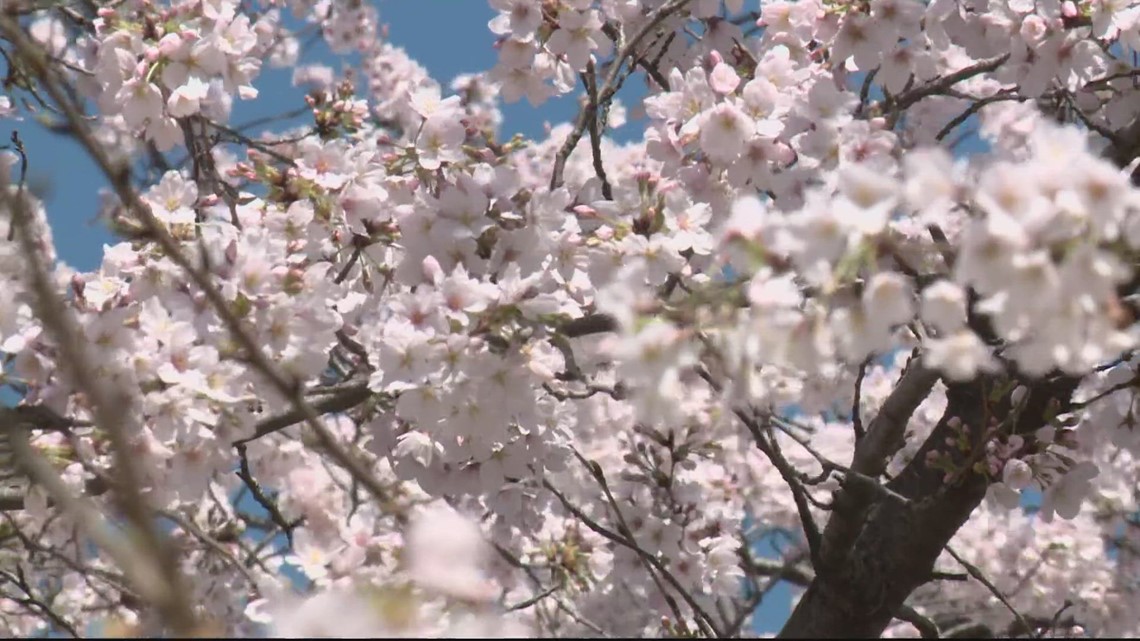 华盛顿特区每年樱花盛会公布