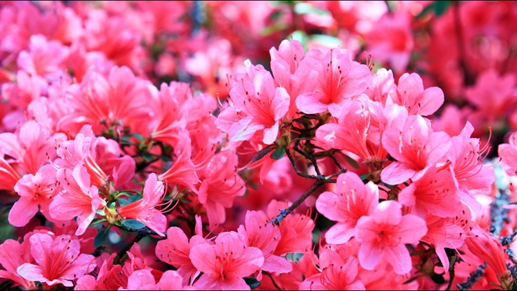 Here’s what to know about Landon School’s Bethesda Azalea Festival returning this weekend