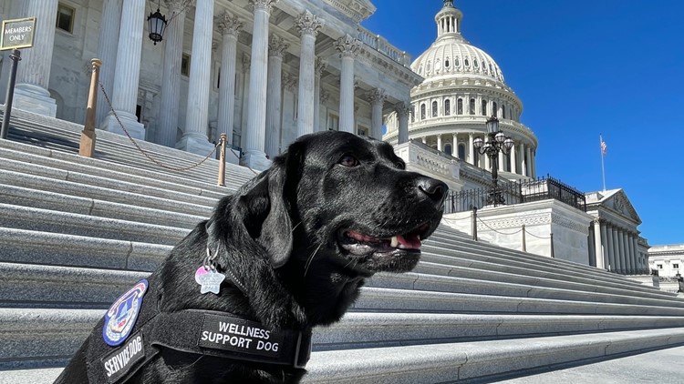 US Capitol Police's support dog living second life of service