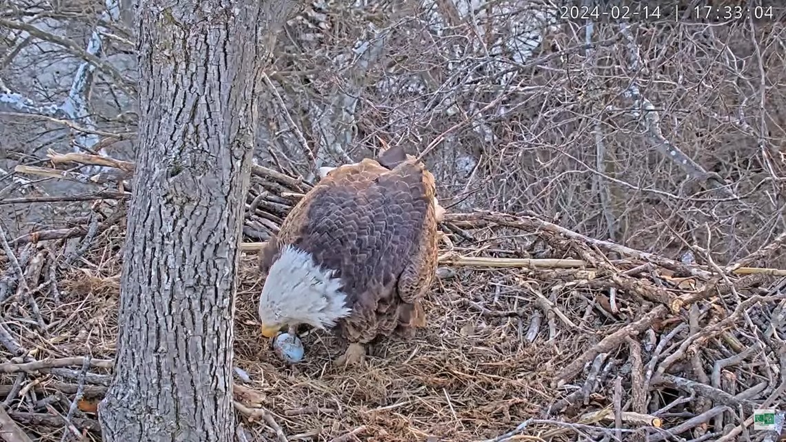 Dulles Greenway eagles lay first egg on Valentine's Day | wusa9.com