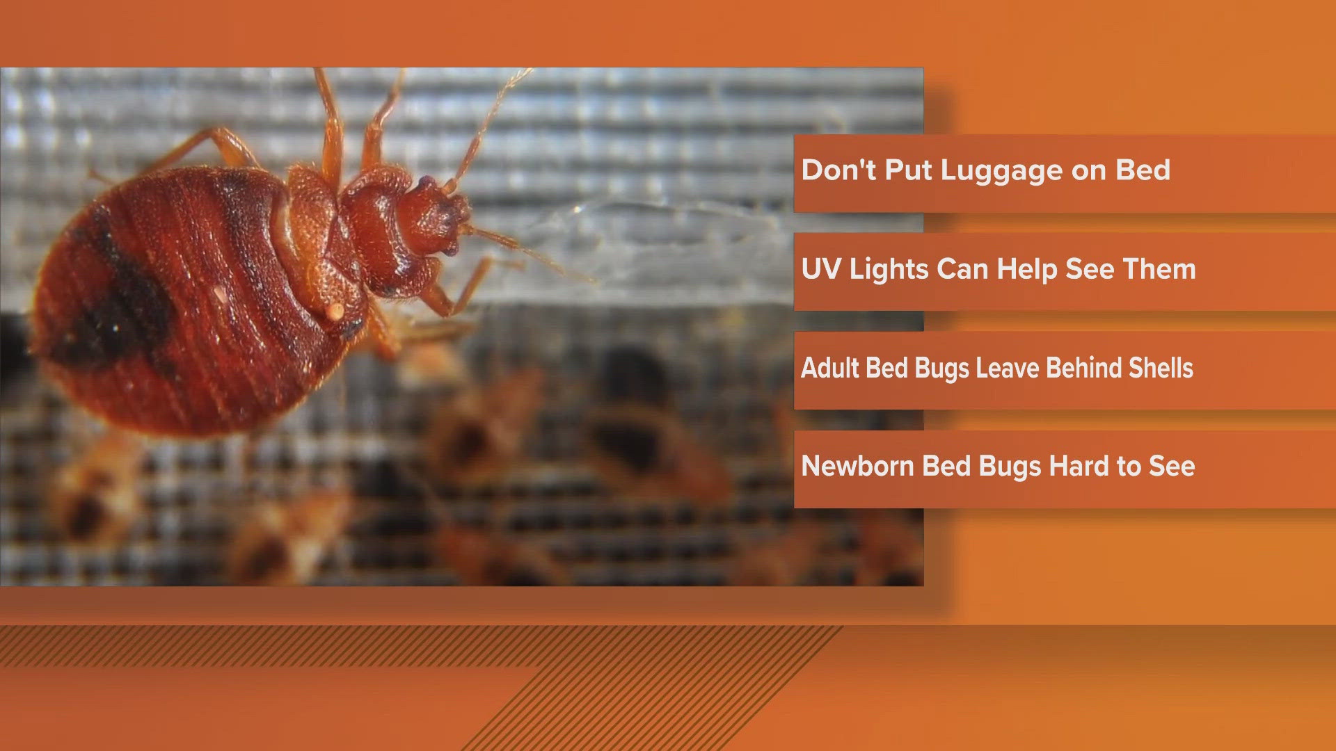 Did you know D.C. is in the top 10 worst cities for bed bugs.