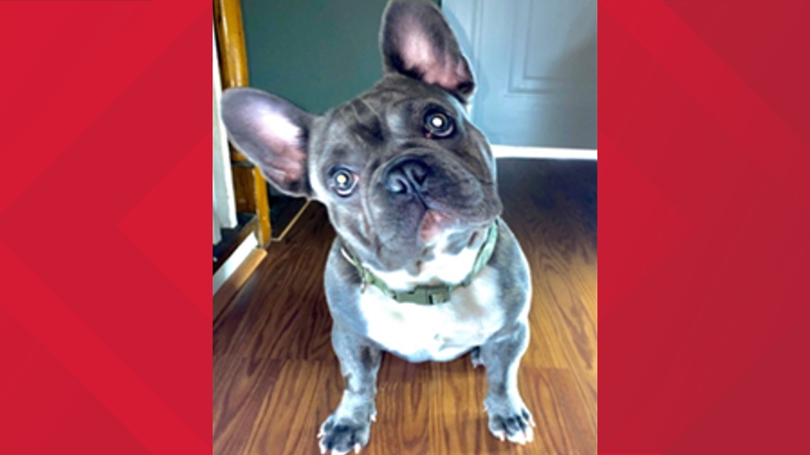 We Don't Talk Enough About Bruno: DC dog stolen remains missing - Vimarsana News