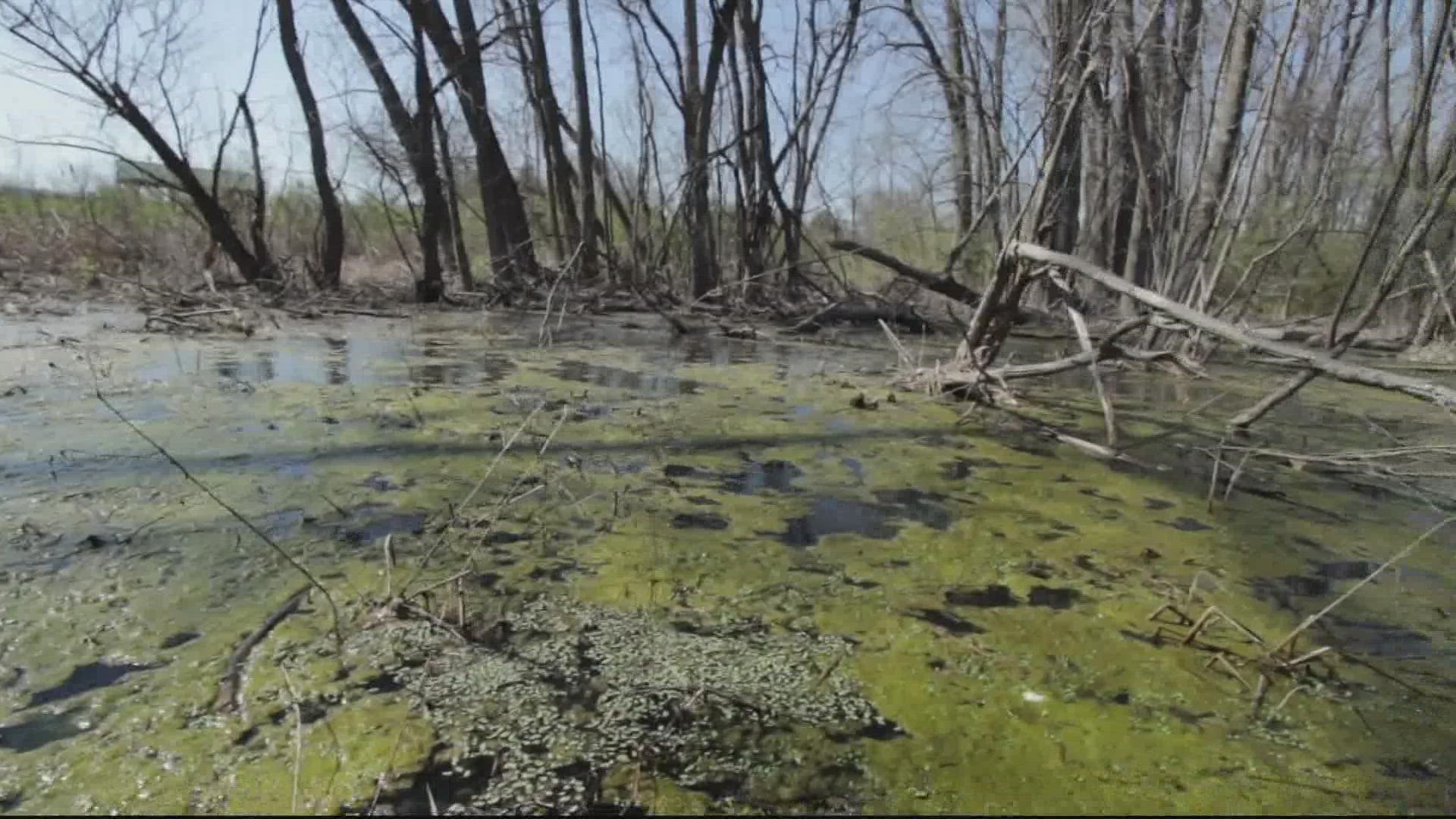 Officials said the algae bloom is in parts of Orange, Louisa and Spotsylvania counties.