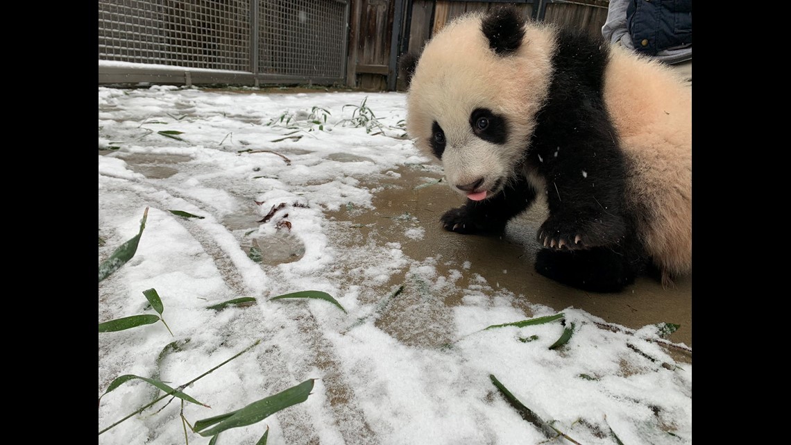 National Zoo panda cam Washington DC snow Giant Pandas enjoy snow