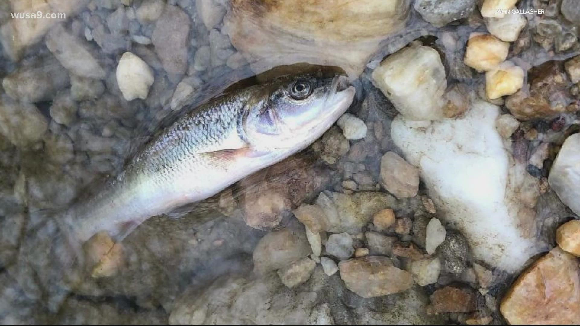 A Virginia neighborhood is wondering what kind of fishy stuff happened to cause this and now officials have launched an investigation.