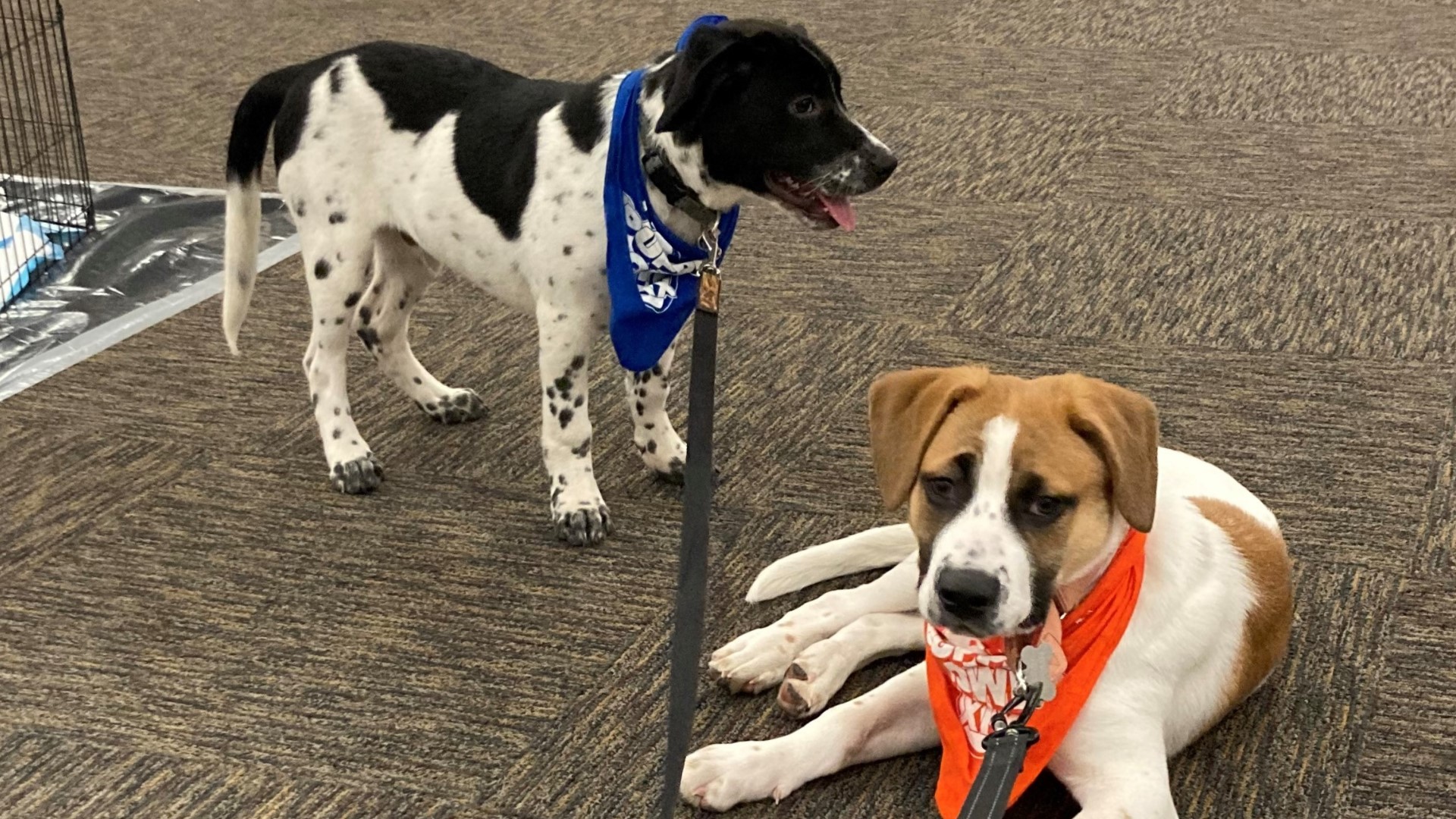 Puppies! And Punxsutawney Phil, kittens and guinea pigs ready for Puppy Bowl  