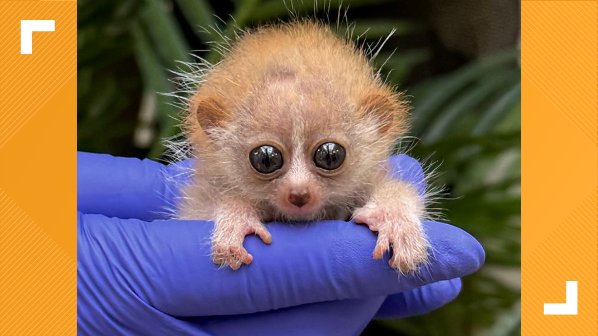 Endangered species pygmy slow loris born at DC National Zoo | wusa9.com