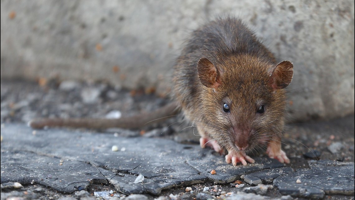 Controlling DC's rat population starts with controlling trash | wusa9.com
