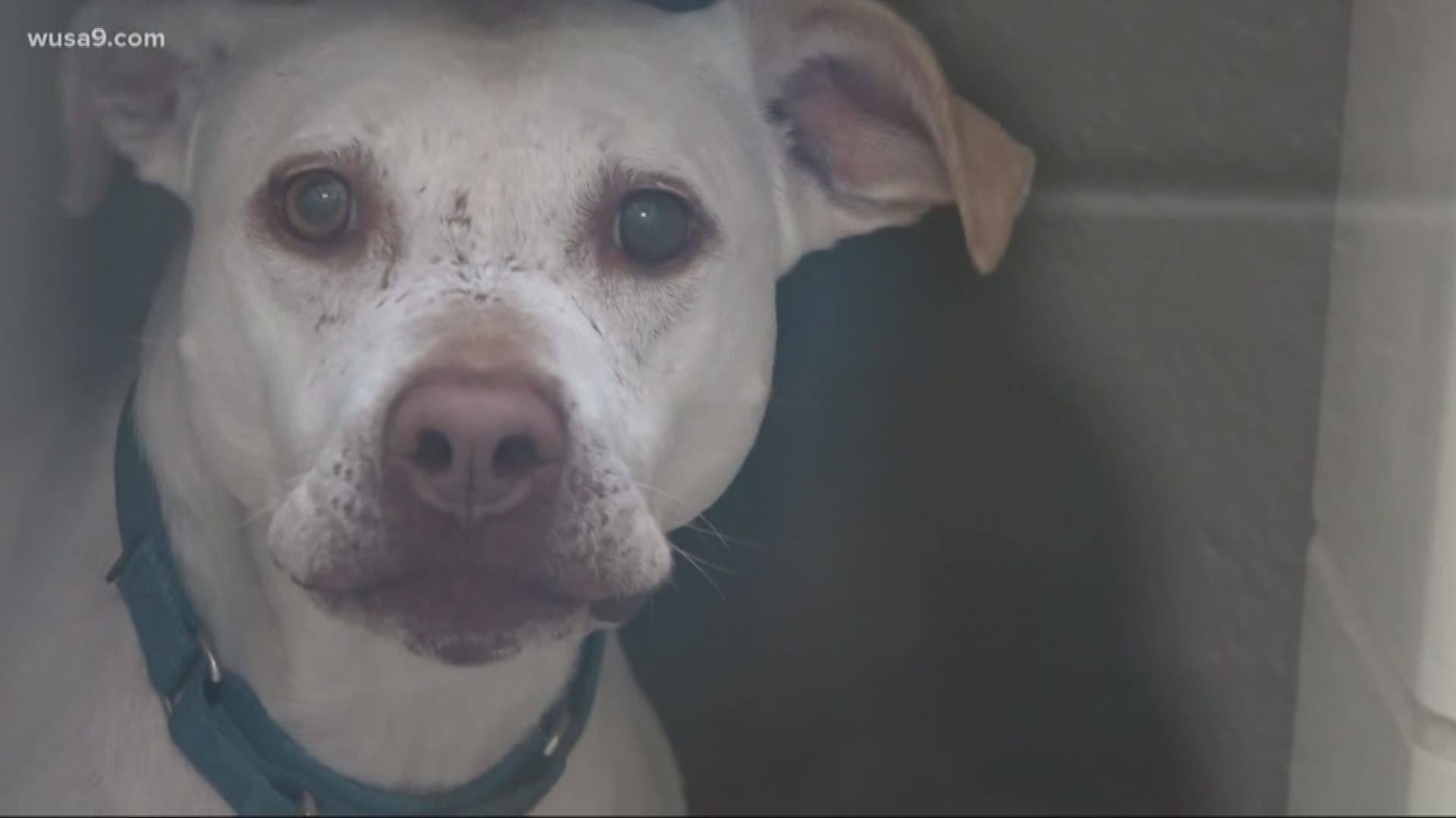 The dogs that have been seized won't be up for adoption because the case hasn't been resolved. But the shelter is trying to make room for them.