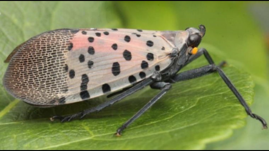 Help keep spotted lanternfly out of Northern Virginia | wusa9.com