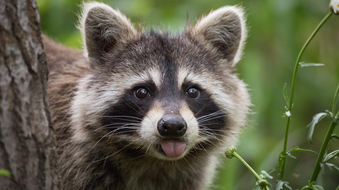 Raccoons get into Noyes Elementary School, principal says
