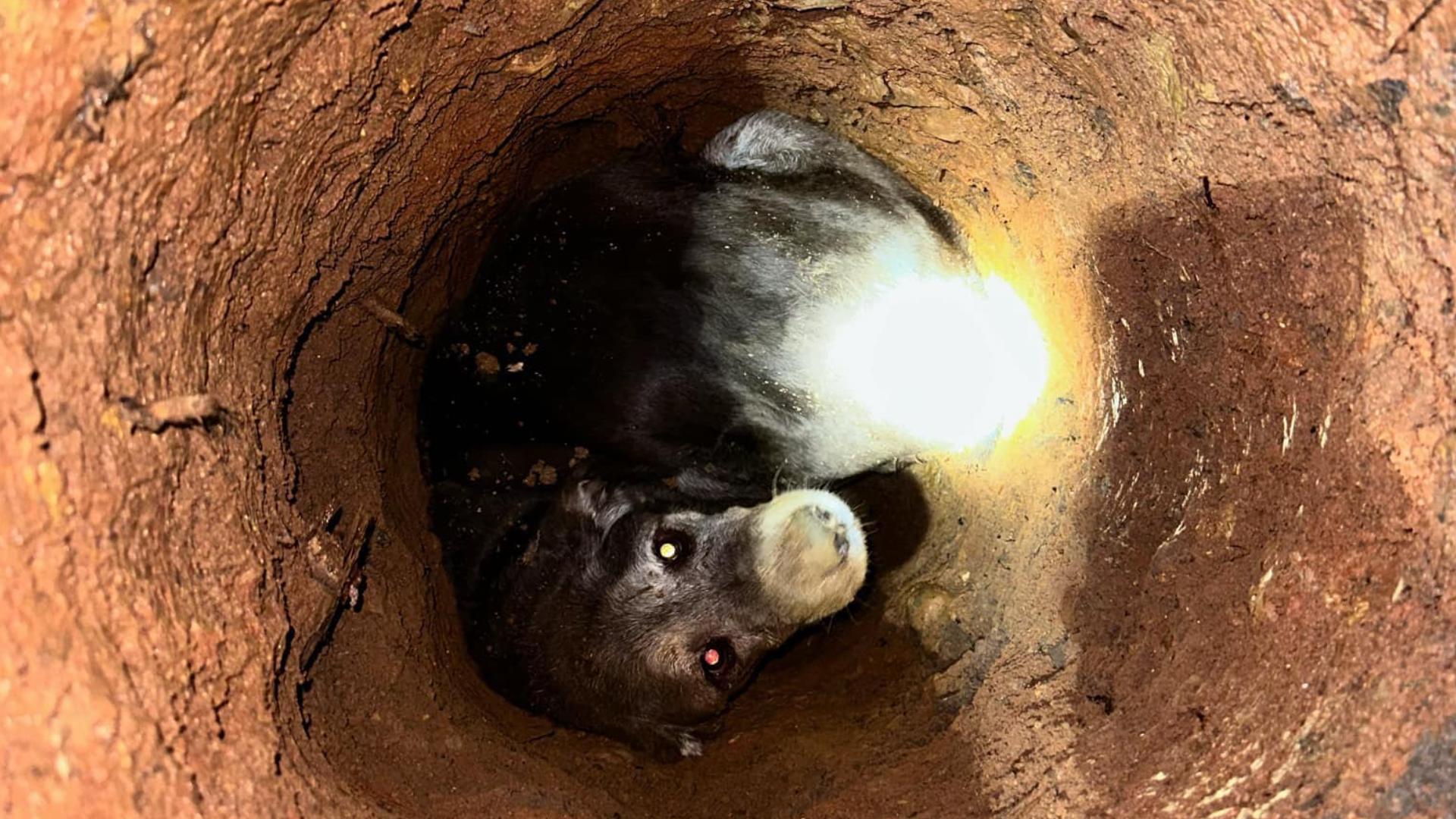 A 15-year-old dog is safe and sound after being rescued from a hole Monday morning.