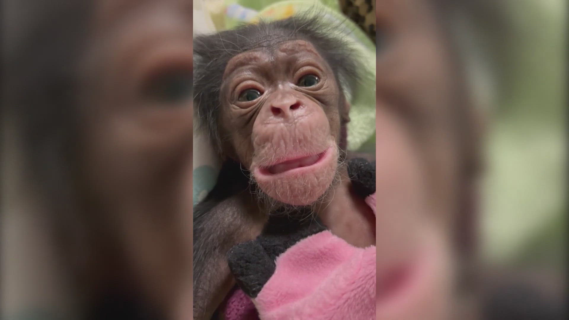 Zoo staff says the baby still doesn't have a name, and is asking for your help to choose one.