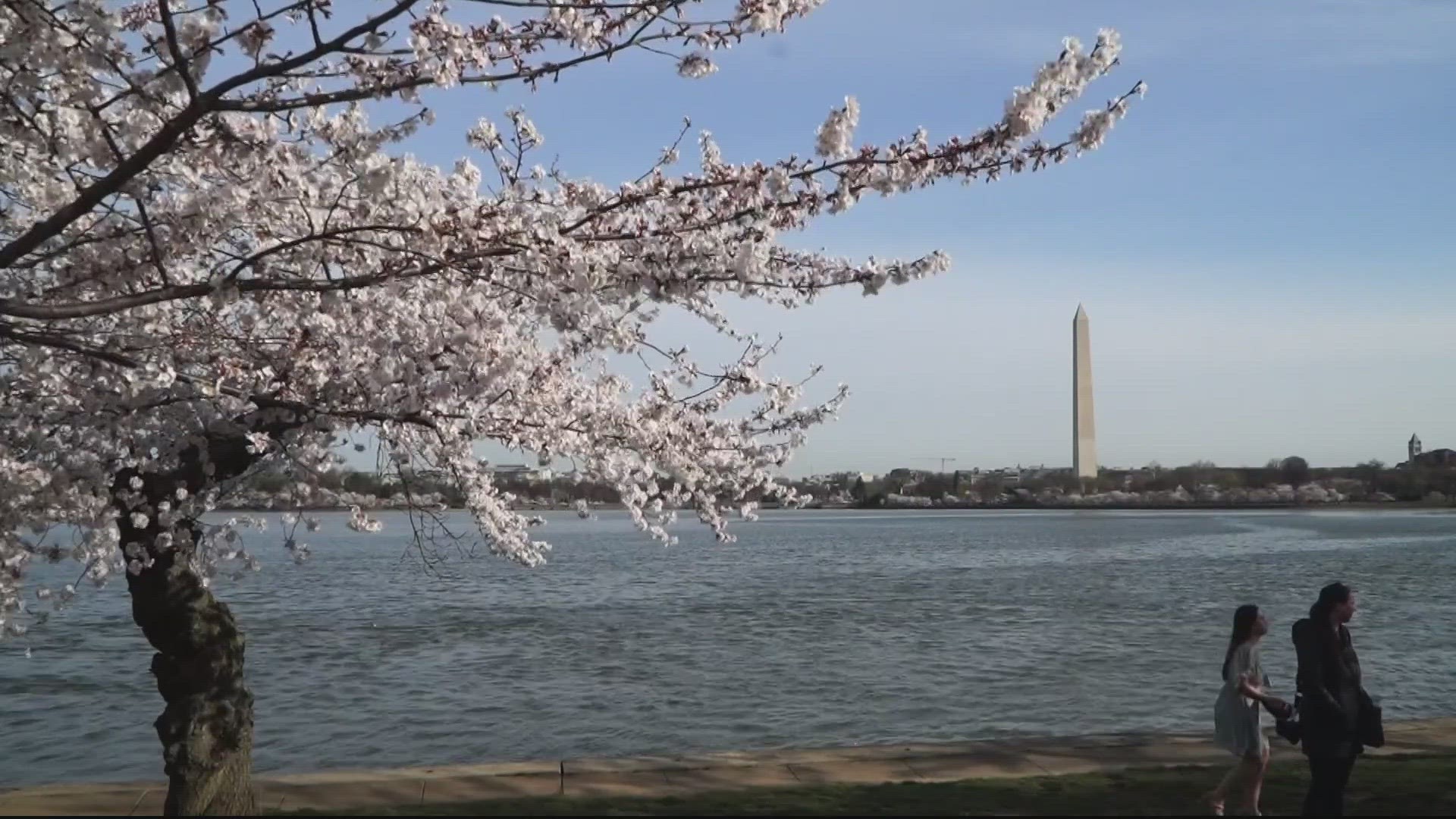 5 things to know about Washington's cherry blossoms