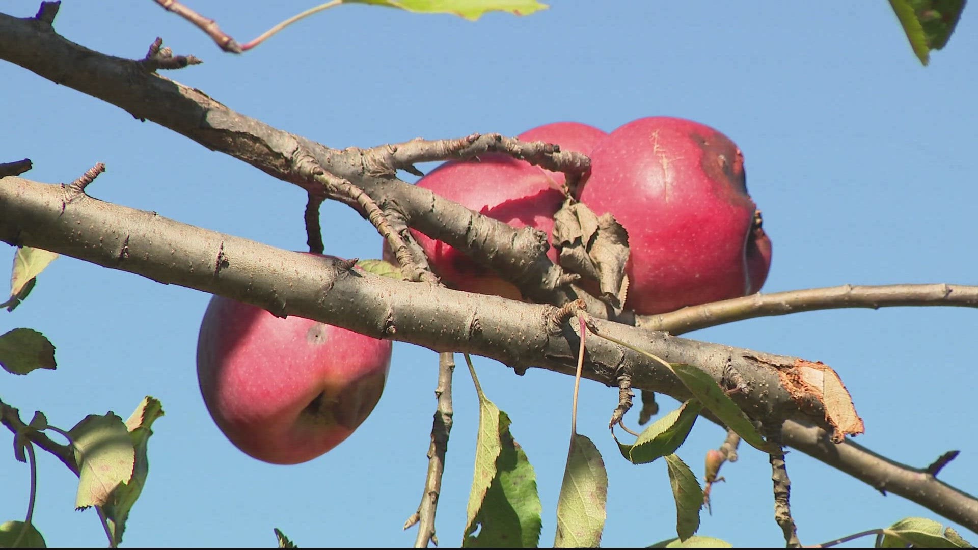 Apple maturity in Montana - Western Agricultural Research Center
