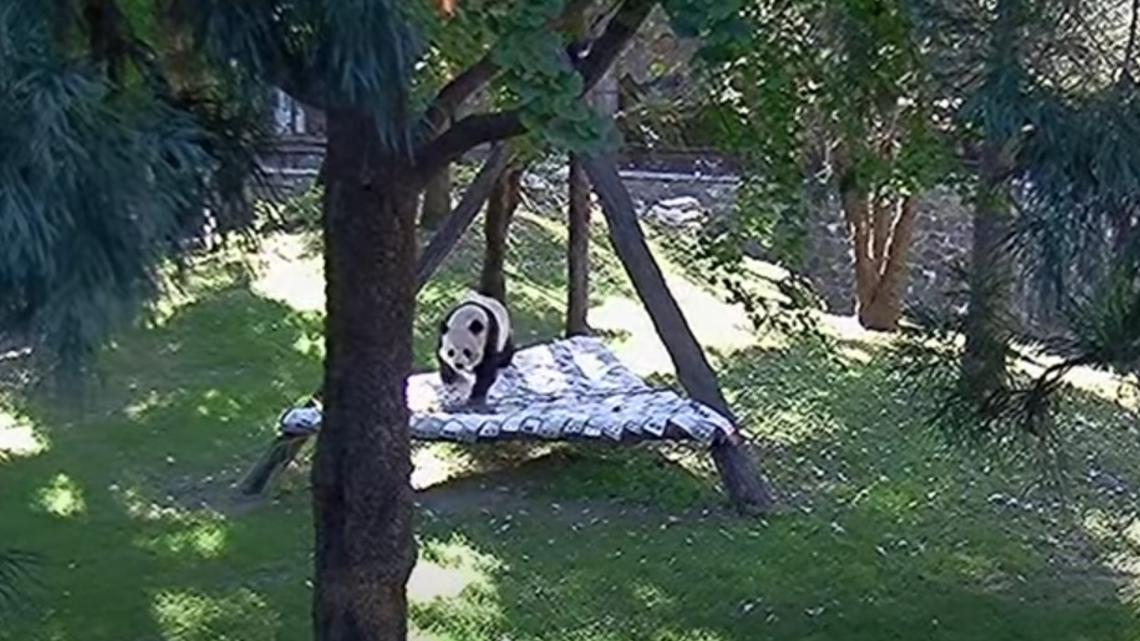 New video shows giant pandas playing in DC | wusa9.com