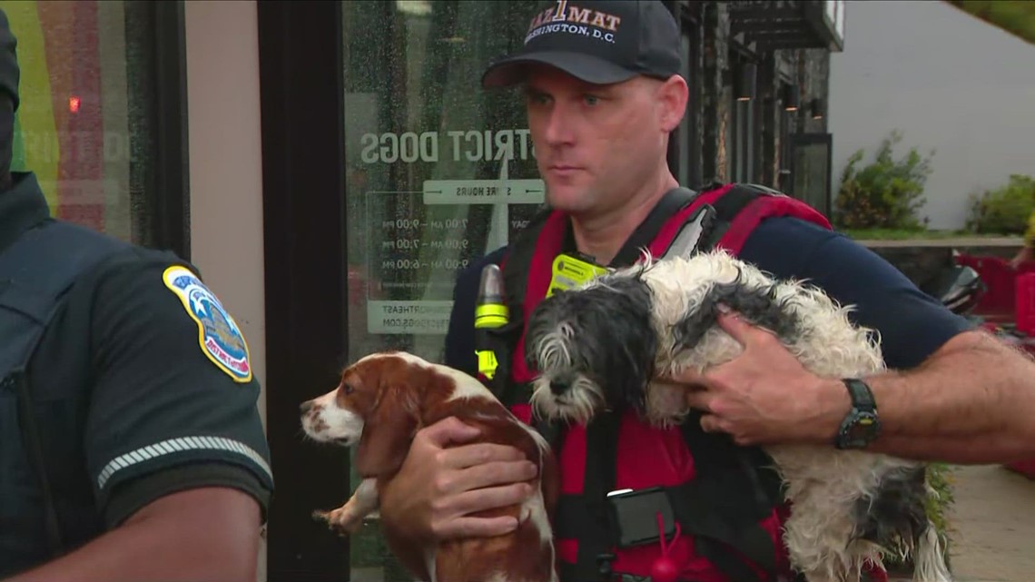 Investigation underway after deadly flood inside DC dog day care ...