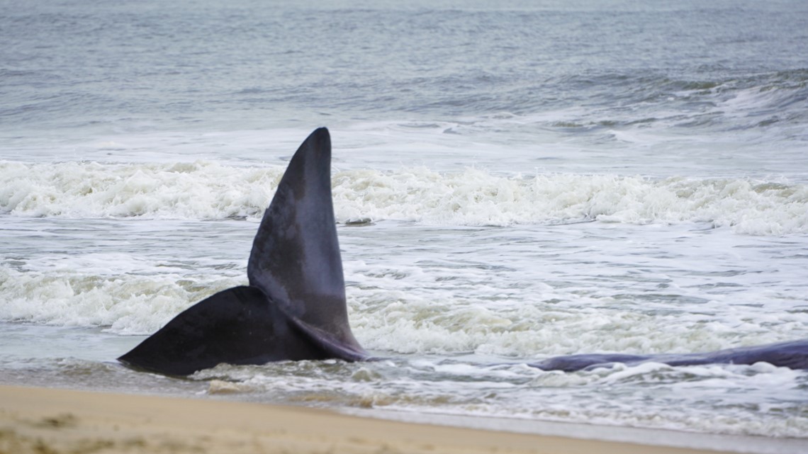 Beached Whale Found In Ocean City, Maryland, Dies