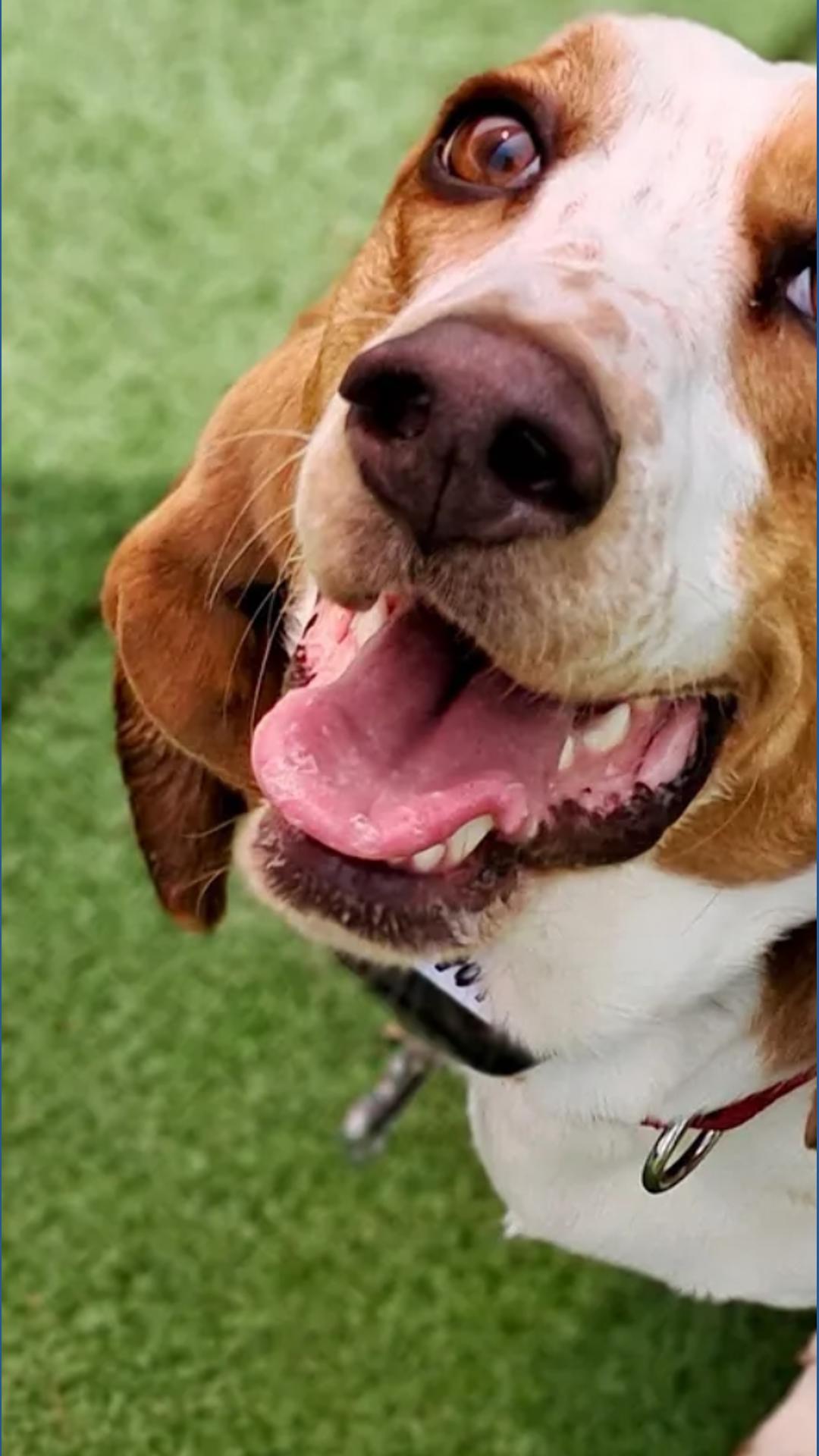 Mabel Grace from Maryland is a top-10 cutest rescue dog finalist