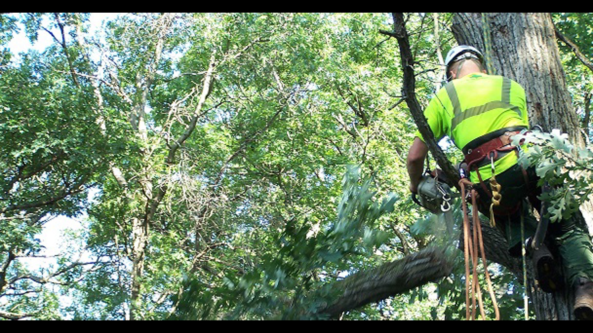 Officials say he was trimming a tree when a branch made contact with a live power line.