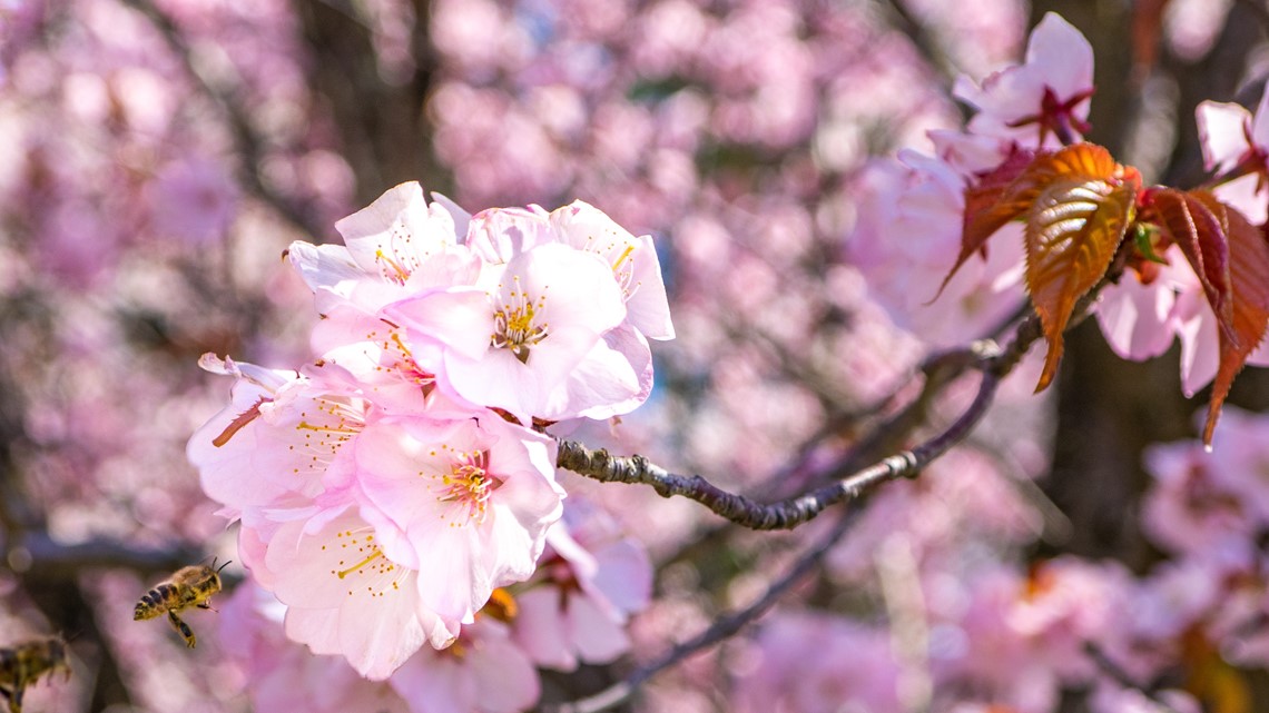 NPS Predicts Peak Bloom for D.C. Cherry Blossoms in 2023 - AFAR