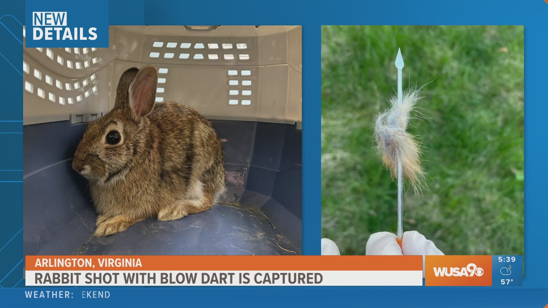 At least two rabbits have been struck with what appear to be blow darts, according to the Animal Welfare League of Arlington.